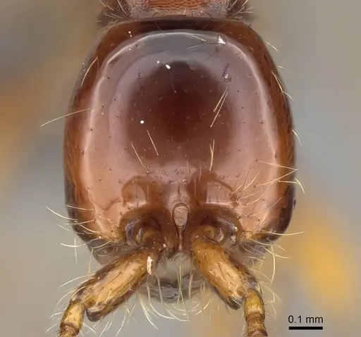 Aenictus eugenii specimen CASENT0782394 image casent0782394_2