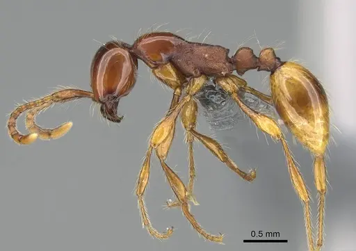 Aenictus eugenii specimen CASENT0782394 image casent0782394_3