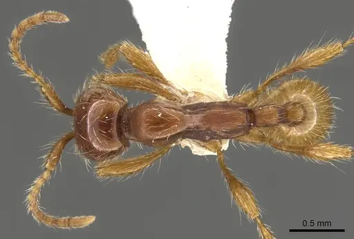 Aenictus eugenii specimen CASENT0900360 image casent0900360_1