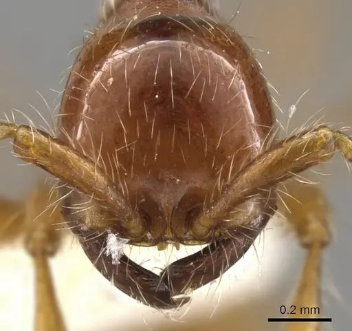 Aenictus eugenii specimen CASENT0900360 image casent0900360_2