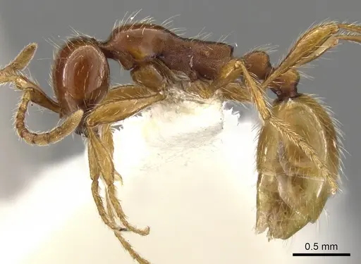 Aenictus eugenii specimen CASENT0900360 image casent0900360_3