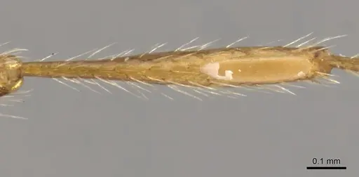 Aenictus eugenii specimen CASENT0900360 image casent0900360_4