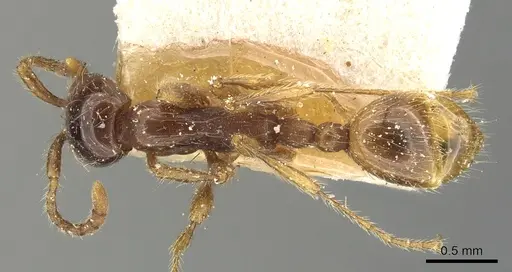 Aenictus eugenii specimen CASENT0901482 image casent0901482_1