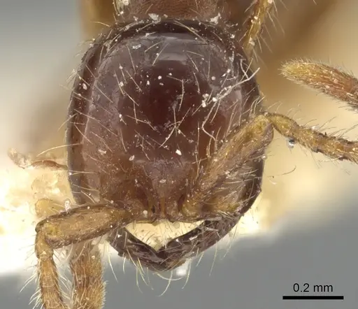 Aenictus eugenii specimen CASENT0901482 image casent0901482_2