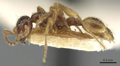 Aenictus eugenii specimen CASENT0901482 image casent0901482_3
