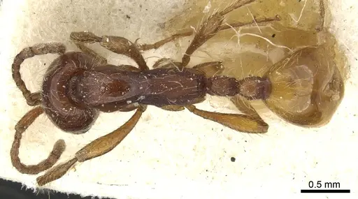 Aenictus eugenii specimen CASENT0902686 image casent0902686_1