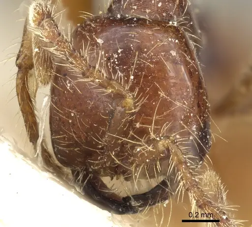 Aenictus eugenii specimen CASENT0902686 image casent0902686_2