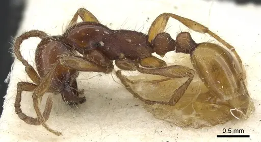 Aenictus eugenii specimen CASENT0902686 image casent0902686_3