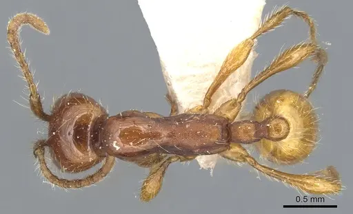 Aenictus eugenii specimen CASENT0903759 image casent0903759_1