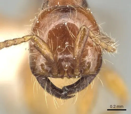 Aenictus eugenii specimen CASENT0903759 image casent0903759_2