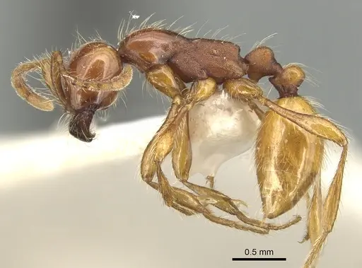 Aenictus eugenii specimen CASENT0903759 image casent0903759_3