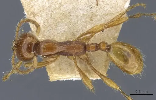Aenictus eugenii specimen CASENT0907026 image casent0907026_1