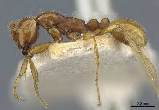 Aenictus eugenii specimen CASENT0907026 image casent0907026_3