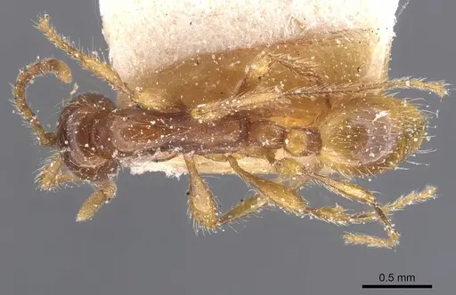Aenictus eugenii specimen CASENT0911418 image casent0911418_1