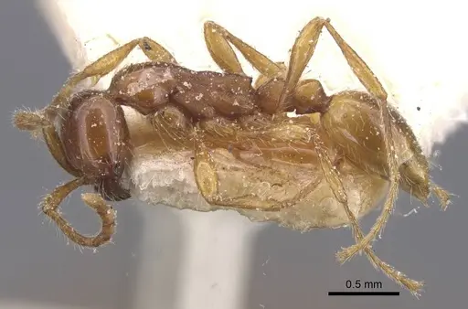 Aenictus eugenii specimen CASENT0911418 image casent0911418_3