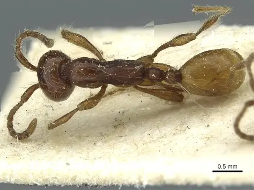 Aenictus eugenii specimen CASENT0911422 image casent0911422_1