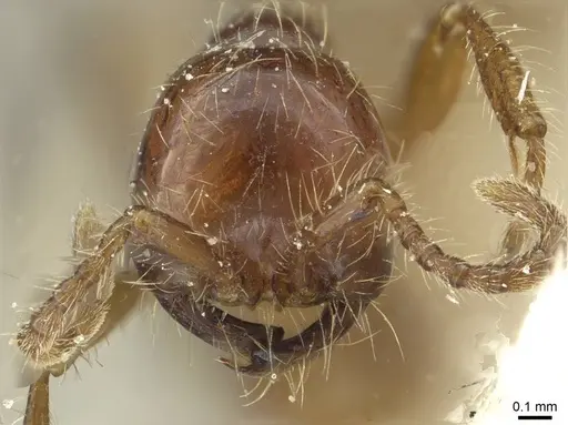 Aenictus eugenii specimen CASENT0911422 image casent0911422_2