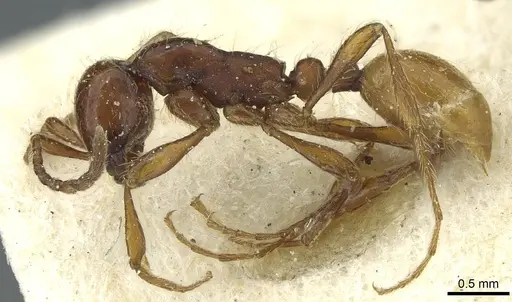 Aenictus eugenii specimen CASENT0911422 image casent0911422_3