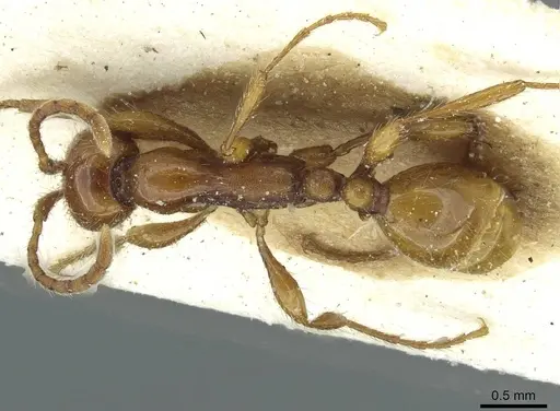 Aenictus eugenii specimen CASENT0911423 image casent0911423_1