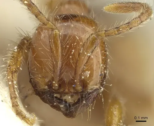 Aenictus eugenii specimen CASENT0911423 image casent0911423_2