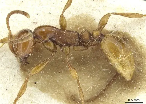 Aenictus eugenii specimen CASENT0911423 image casent0911423_3