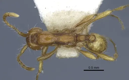 Aenictus eugenii specimen CASENT0916857 image casent0916857_1