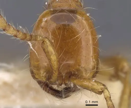 Aenictus eugenii specimen CASENT0916857 image casent0916857_2