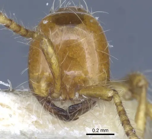Aenictus eugenii specimen CASENT0916857 image casent0916857_3