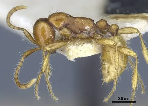 Aenictus eugenii specimen CASENT0916857 image casent0916857_4