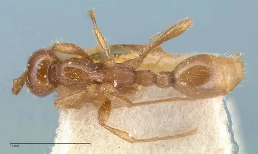 Aenictus eugenii specimen FOCOL1142 image focol1142_1