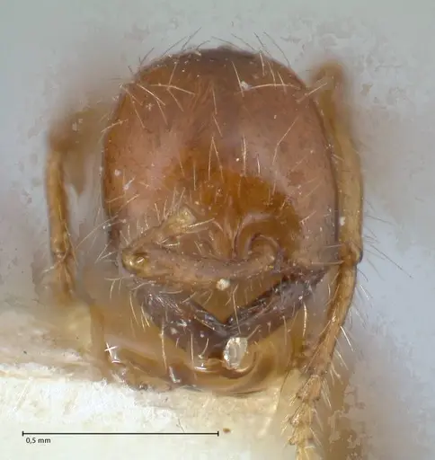Aenictus eugenii specimen FOCOL1142 image focol1142_2