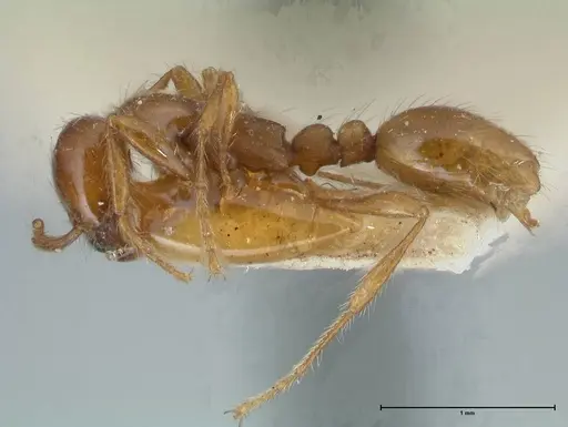 Aenictus eugenii specimen FOCOL1142 image focol1142_3