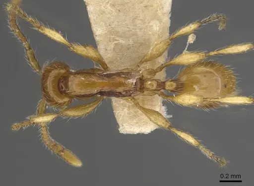 Aenictus exilis specimen CASENT0911128 image casent0911128_1