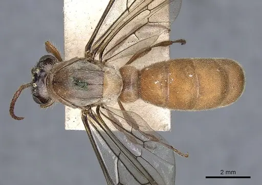 Aenictus feae specimen CASENT0901980 image casent0901980_1