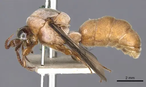 Aenictus feae specimen CASENT0901980 image casent0901980_3