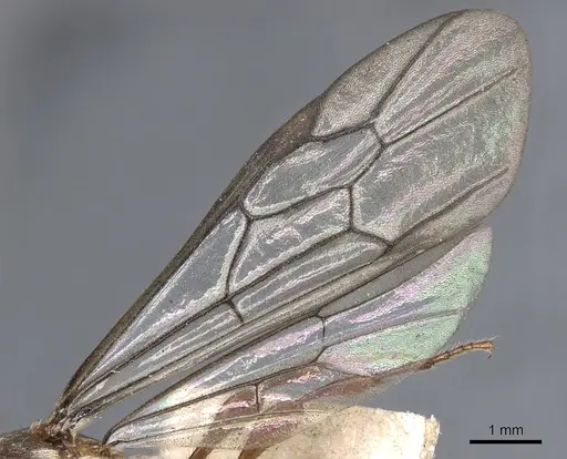 Aenictus feae specimen CASENT0901980 image casent0901980_4