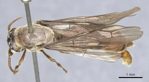 Aenictus feae specimen CASENT0903751 image casent0903751_1