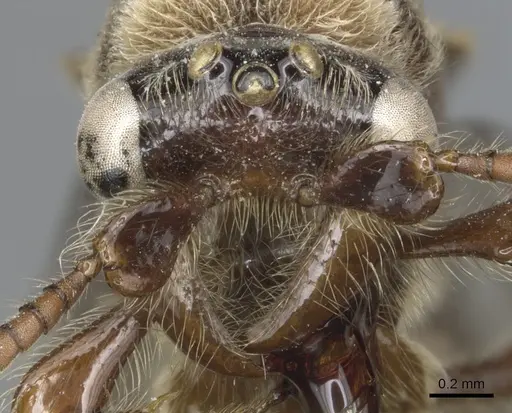 Aenictus feae specimen CASENT0903751 image casent0903751_2