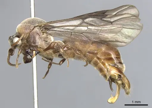 Aenictus feae specimen CASENT0903751 image casent0903751_3