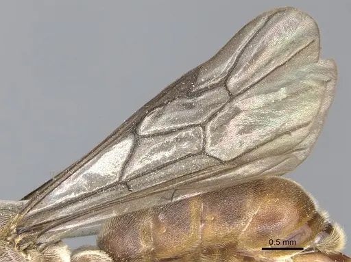 Aenictus feae specimen CASENT0903751 image casent0903751_4