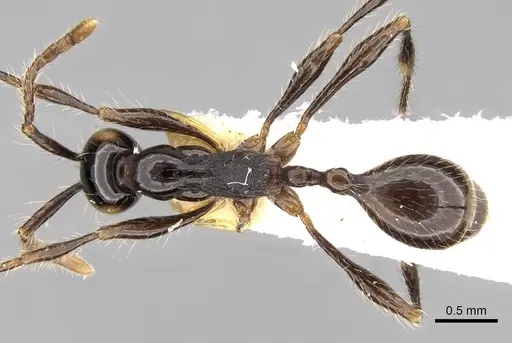 Aenictus fergusoni specimen CASENT0281962 image casent0281962_1