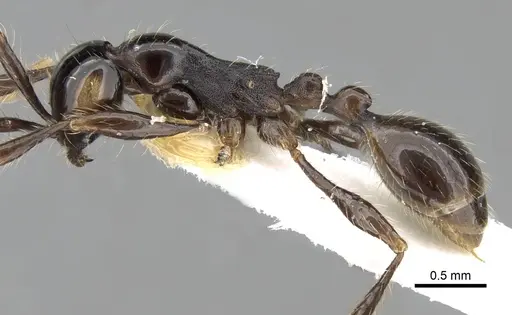 Aenictus fergusoni specimen CASENT0281962 image casent0281962_3