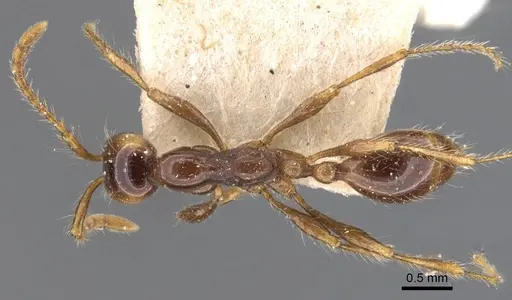 Aenictus fergusoni specimen CASENT0905998 image casent0905998_1
