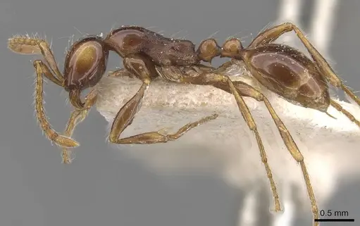 Aenictus fergusoni specimen CASENT0905998 image casent0905998_3
