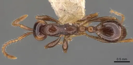 Aenictus fergusoni specimen CASENT0907001 image casent0907001_1