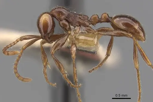 Aenictus fergusoni specimen CASENT0907001 image casent0907001_3