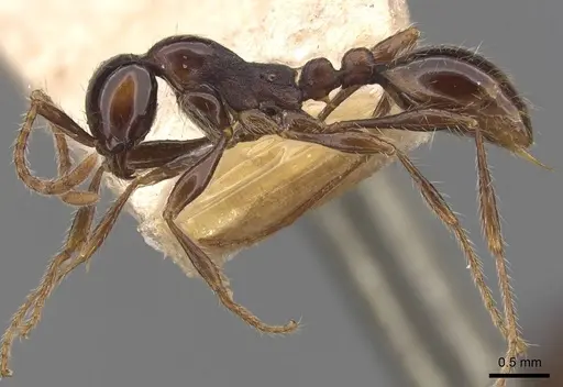 Aenictus fergusoni specimen CASENT0907002 image casent0907002_3