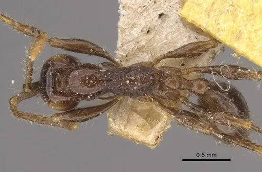 Aenictus fergusoni specimen CASENT0917746 image casent0917746_1