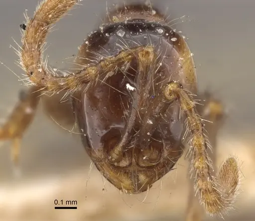 Aenictus fergusoni specimen CASENT0917746 image casent0917746_2