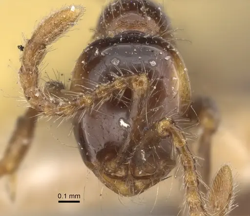 Aenictus fergusoni specimen CASENT0917746 image casent0917746_3